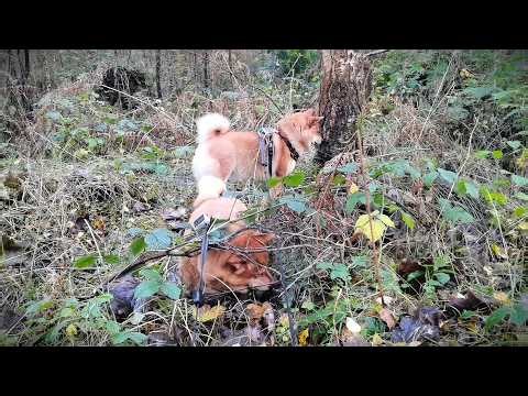 The Shiba Inu Guide to Off-Grid Wandering