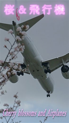 この時期ならではの桜と飛行機 コラボムービー Cherryblossoms＆Airplane 大阪伊丹空港 4K ULTRA HD