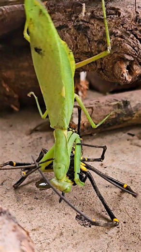 "Deadly Encounter: Praying Mantis Attacks Orb-Weaver Spider"