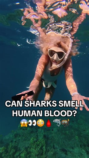 Did the shark smell his blood?!😱👀🩸🦈 Wait til the end…😳 Day 23 of finding a shark was a success, come back to see if we find another shark tomorrow!!👀🦈 #sharks #hawaii #freediving #ocean #oceanlife