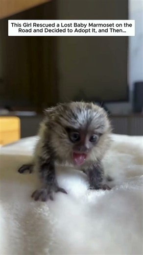 This Girl Rescued a Lost Baby Marmoset on the Road and Decided to Adopt It, and Then…