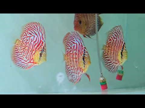 New Discus Fish Arrivals | Update | Mumbai's Discus Gallery 