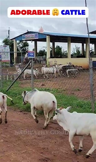Friendliest Cows Ever 🐄 So Gentle & Happy #cow #fun #life #cute #now #joy #vid #fam #home #lol