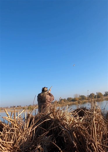 Which one of these two clips you all like more ? #duckhunting #waterfowl #hunting @bossshotshells