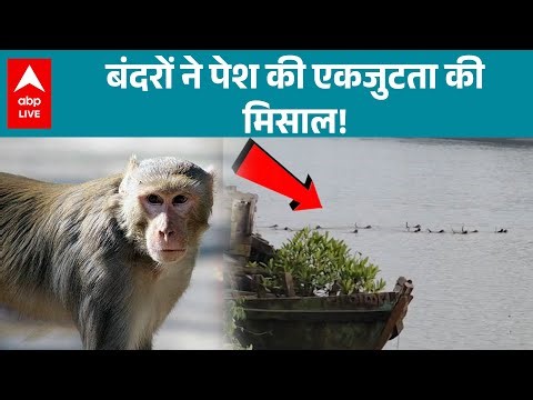 Odisha के Kendrapara जिले में जंगली जानवरों के बीच एकता का एक दुर्लभ नज़ारा देखने को मिला |ABPLIVE