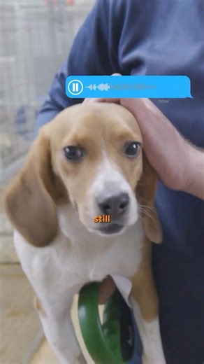 Are Dogs Still Used In Animal Testing?