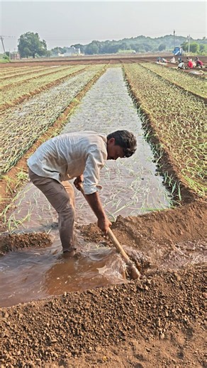 village life #khetiwadi #agriculture #shorts