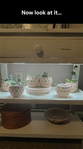 My Hoya Shelf: 2 Months of Growth 🌱 #gmmrootedpawsstudio #plants