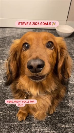 PetSmart on Instagram: "New Year, New Steve 🎉 What’s one of your pet’s goals for 2026? #anythingforpets #petsmart #newyears #goals"