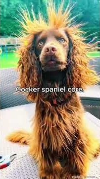 Cocker Spaniels Are Tiny Drama Machines 🐶😂
