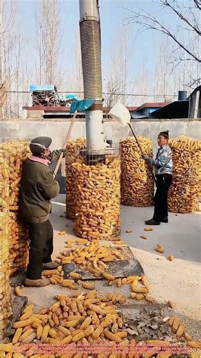 Farmers Use Corn Thresher with Suction Tube - No More Hand-Feeding Cobs !
