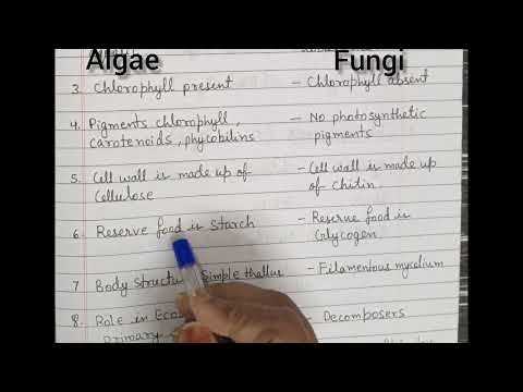 Basic Difference between algae and fungi