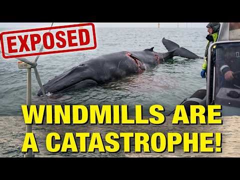 How Wind farms HEAT UP The Planet & Kill Whales! 