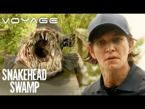 Carnage At The Swamp | Snakehead Swamp | Voyage