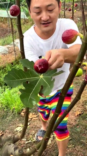 Amazing Fig Tree Crop Yield! 🌳🍇 #shorts
