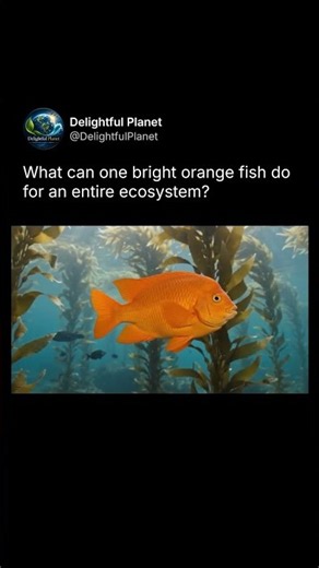 What Role Does the Garibaldi Play in California’s Kelp Forests? #marineecology #kelpforest