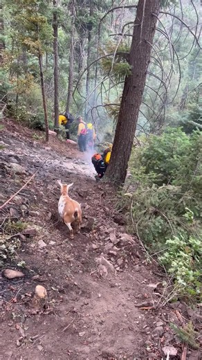 \"Determined goat\" leads fire crews, helps with mitigation on Rock Creek Fire