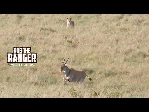 Lionesses Miss Out On A Meal!! - Maasai Mara Safari | Zebra Plains