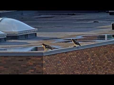 Cornell Hawk Fledglings Cool Down And Grab A Bite To Eat On Rooftop | July 2, 2026
