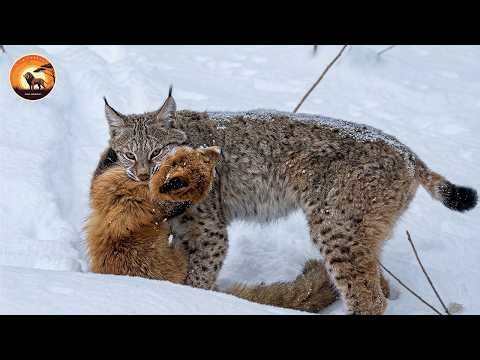 Most Ruthless Ambushes of the Wild's Deadliest Silent Predators | Wild Animals Full Episode