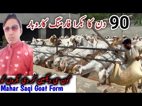 Kon si vaccine bakro ko Kar di 😱😱 mahar Saqi Goat Farm 