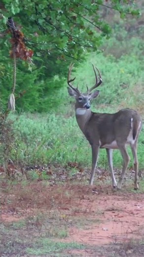 Buck Hit Hard with @BergerBullets!