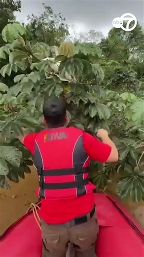 Firefighters rescue cat stranded in tree amid record flooding in Paraguay