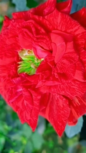 Most likely rose flowers video #shorts #roseflower #flowers