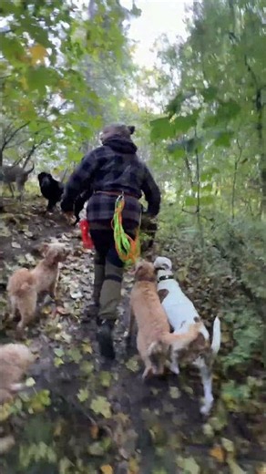 Wild durch den Wald gejagt?