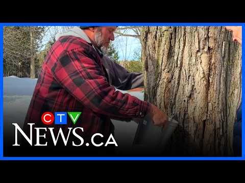 Maple syrup season: Local farm marks 200 years