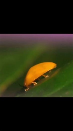 Tortoise Beetle Stomping Around