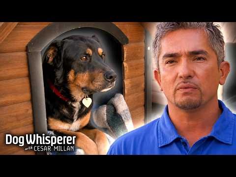 Traumatized Hurricane Katrina Dogs Get Rescued & Rehabilitated | Dog Whisperer With Cesar Millan