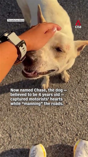 Loyal 'traffic dog' in KL rescued, to be put up for adoption