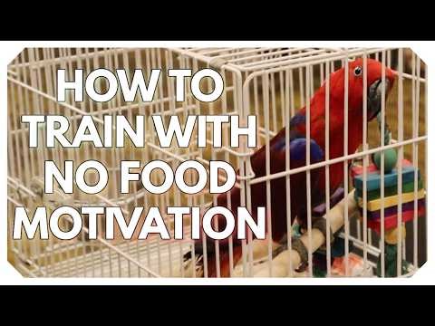 Training a Female Eclectus Parrot Without Food Motivation | Motivation Levels Explained