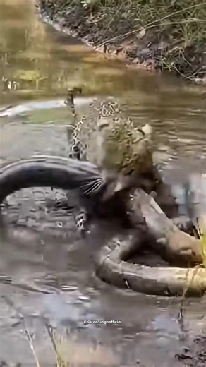 Python Attacks Leopard 😳 Shocking Animal Battle | #animalfight #shorts