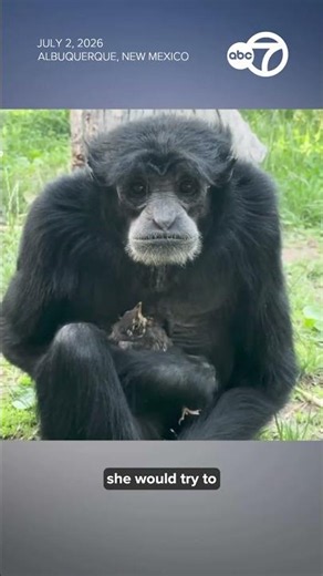 Ape cuddles lost bird are New Mexico zoo