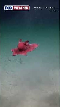Rare deep-sea octopus caught on camera