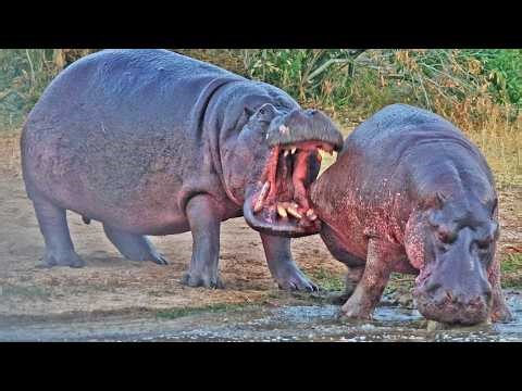Hippo Bites Rival so Hard its Tooth Gets Stuck Inside