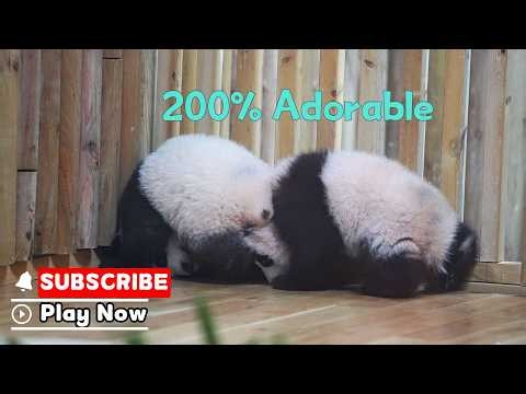 Panda Wrestling Match: 100% Serious, 200% Adorable | iPanda