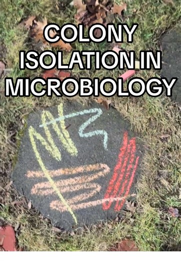 Growing up is realizing your stepping stones are just agar plates in disguise. The purpose of this type of inoculation is progressive dilution of organisms to achieve isolated colonies suitable for identification… What’s your favorite bacteria to study or isolate? 👀🧫🔬 #TheClinicalLabEdit #chalk #crayola #science #play