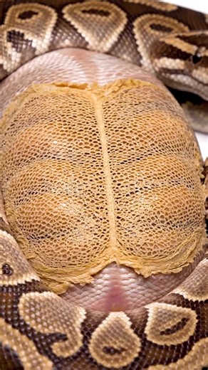 SheddingASMR on Instagram: "⚠️ **SOUND WARNING!** This is peak satisfying content. 🔊 Did you know a perfect, single-piece shed like this means incredible reptile health? Watch our massive Chocolate Ball Python release that dull, brittle skin to reveal the vibrant, glossy scales beneath. This transformation is unmatched, and it's proof of professional care. ➡️ **CRACKLE AUDIO IS MANDATORY:** Turn up the volume! The sustained, deep peel sound is sensory perfection and critical for max satisfactio