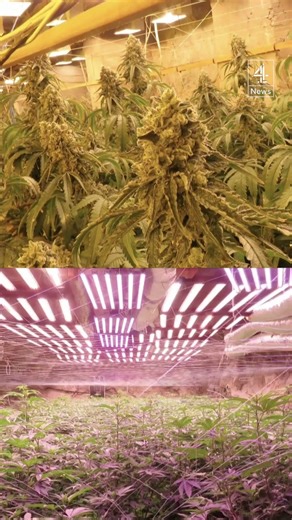 Massive cannabis farm uncovered inside former Bulgarian mine