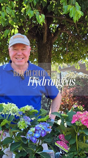 🌸 Hydrangea lovers, this one’s for you! 🌸 Tony (your resident garden expert), breaks down how to care for your hydrangeas. the easy way to change the colour of your hydrangeas and the products you’ll need to make it happen! . . . #melbournenursery #nurserymelbourne #acornnursery #plantadvice | Acorn Nursery