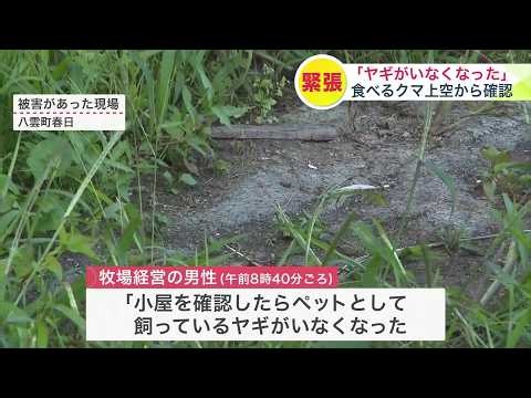 「小屋にペットのヤギがいない」“体長約1.8mのヒグマがヤギを食べる姿をドローンで確認＿デントコーン畑も荒らされる被害＿同一個体による仕業か＿はこ箱わな設置し警戒続く北海道八雲町＞