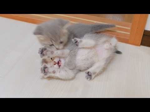 Intense cat wrestling! The kitten surrendering with its arms raised was too cute.