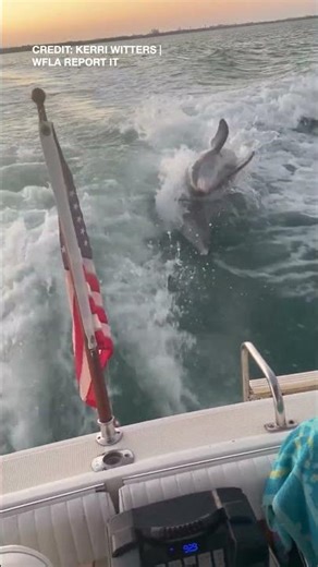 Dolphins Play in the Wake of a Boat Near Stump Pass