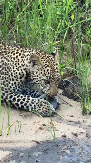 How does a leopard break a tortoise's shell? #shorts