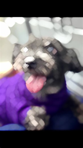 💛 Remembering Jayde. After nearly 19 years by Stephen’s side, Jayde crossed the Rainbow Bridge surrounded by the people who loved her most: Stephen Knight, LCDC, and her sisters, Lady and… | Dogs Matter