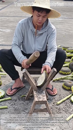 Traditional Method: How to Harvest and Extract Fresh Sunflower Seeds