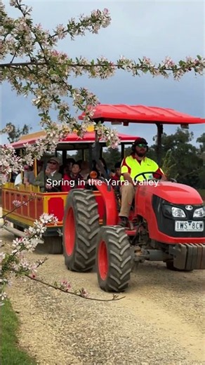 Spring has officially sprung, and Tesselaar Tulip Festival is back in full bloom! 🌷